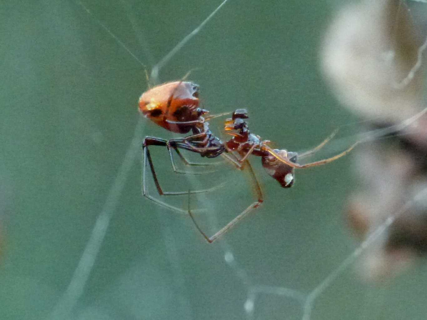 Cyrtophora citricola: fine del ciclo vitale - Ostia (RM)